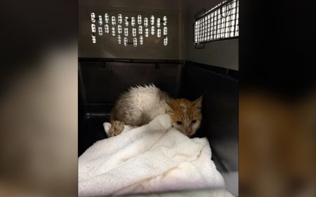Montreal cat returns home after 2 weeks on loose at Toronto Pearson airport
