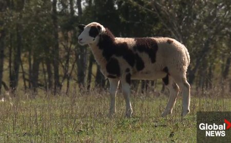 RCMP investigate after one lamb shot, another killed near Wainwright