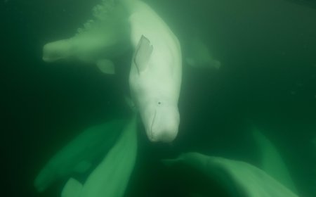 Polar bear, beluga conservation, education in Churchill, Man.
