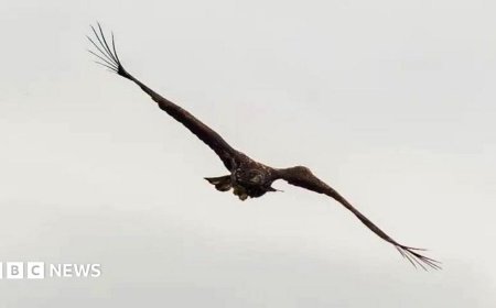 'Miracle' eagle with broken wing spotted back above Scottish coast