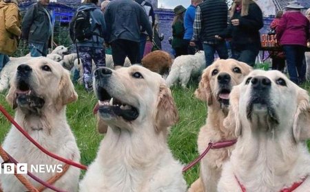 Golden retrievers to gather at the breed's ancestral Highland home