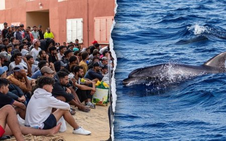 Migrants spark outrage after video shows baby dolphin beaten during beach celebration