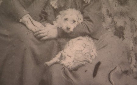 Extremely rare Woolly Dog pelt back in B.C. after more than 160 years