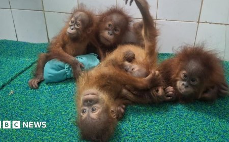 Baby orangutans found in Indian forest spark trafficking inquiry