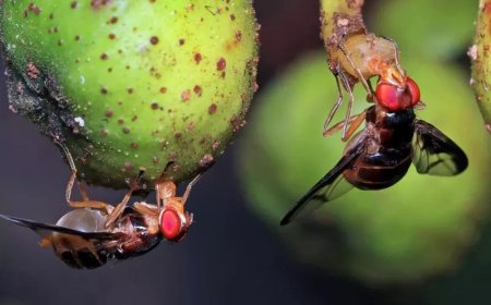 Google mapped a fly's nervous system and developers are using it to play Doom