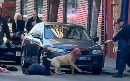Horror: Blood Drips From Pit Bull’s Maw After It Viciously Mauls Woman in San Francisco