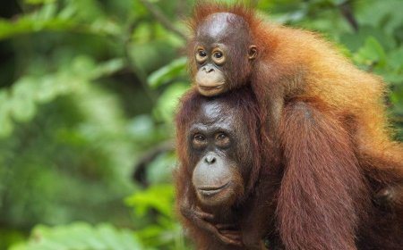 5 baby orangutans rescued from suspected smuggling operation in India
