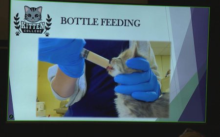Canada’s first ‘kitten college’ opens in Langley, B.C.