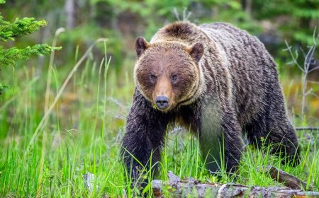 Woman says her life flashed before her eyes as a grizzly bear charged at her and group of hikers