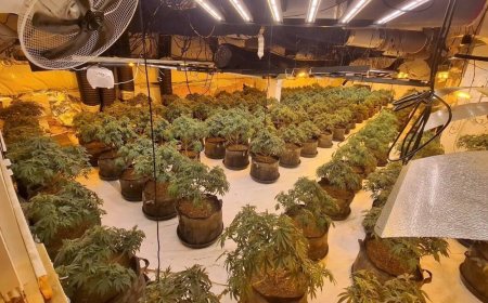 UK police uncover £1.3 million cannabis factory inside abandoned BHS store