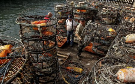 California officers find 194 abandoned crab traps, hundreds of crabs wasted