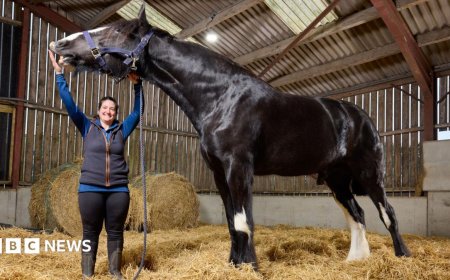 'He's massive!' Meet Hugo, the world's tallest horse