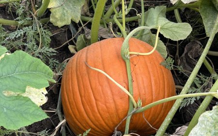 Pumpkin farms ‘at the mercy of Mother Nature’ after extreme weather in Canada