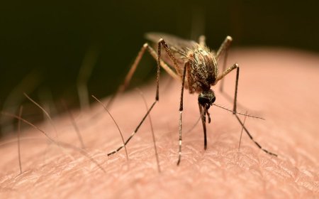 Third person dies after mosquito is reportedly trapped on plane to Germany in 'airport malaria' phenomenon