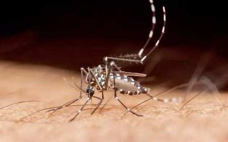 Tropical disease spread by mosquitoes claims first recorded death in southern US state