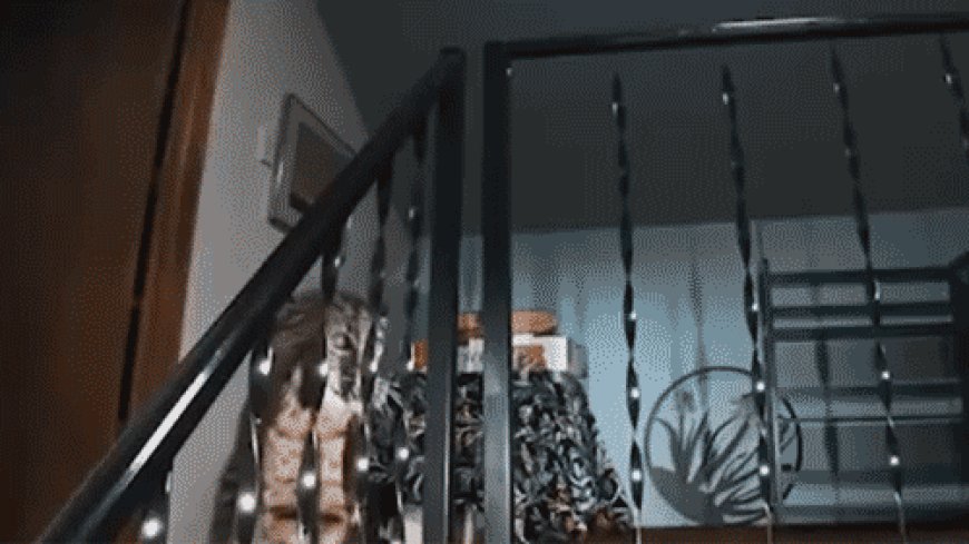 Washington homeowner hears mysterious banging, calls 911 before police find growling bobcat at top of stairs