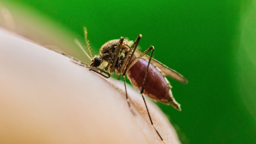 Deadly mosquito-borne virus claims first life in major US city as cases spread