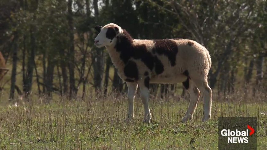 RCMP investigate after one lamb shot, another killed near Wainwright