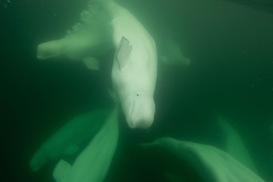 Polar bear, beluga conservation, education in Churchill, Man.