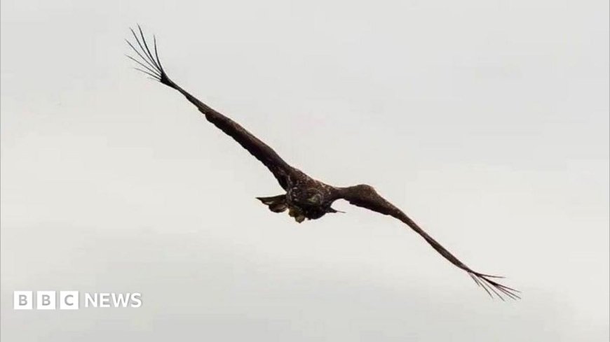 'Miracle' eagle with broken wing spotted back above Scottish coast