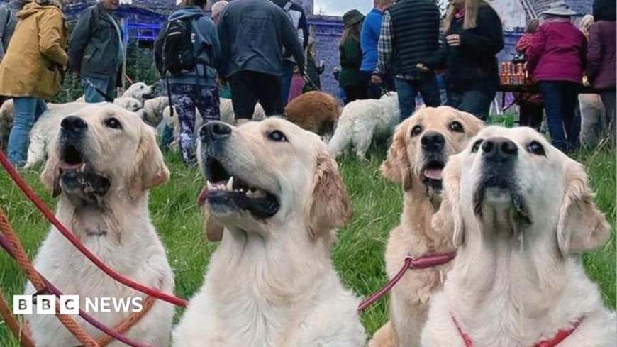 Golden retrievers to gather at the breed's ancestral Highland home
