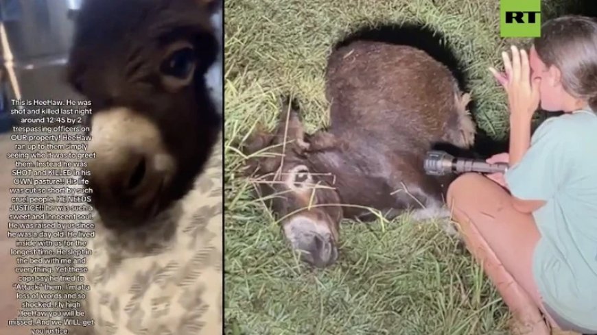 Petting Zoo Miniature Donkey Shot And Killed By Police
