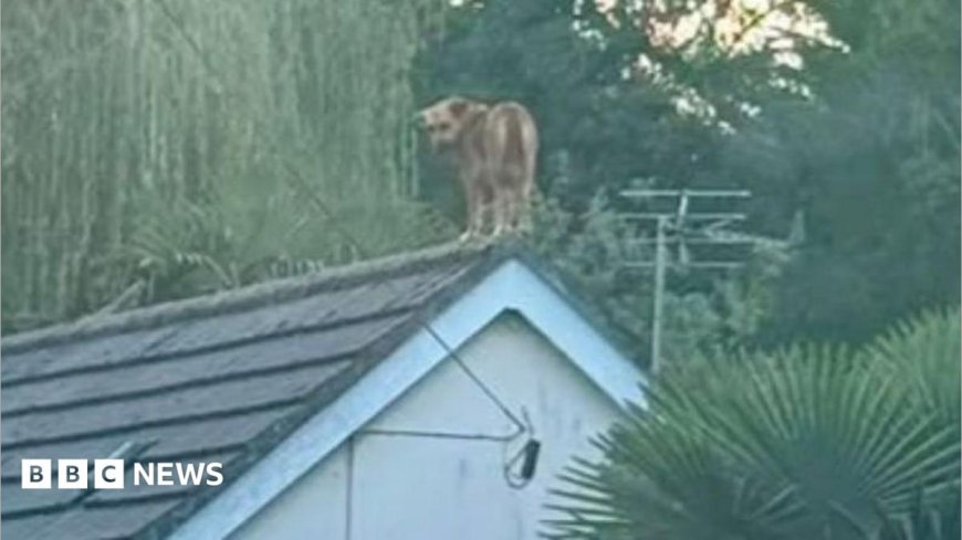 Dog 'grounded' after rescue from roof of house