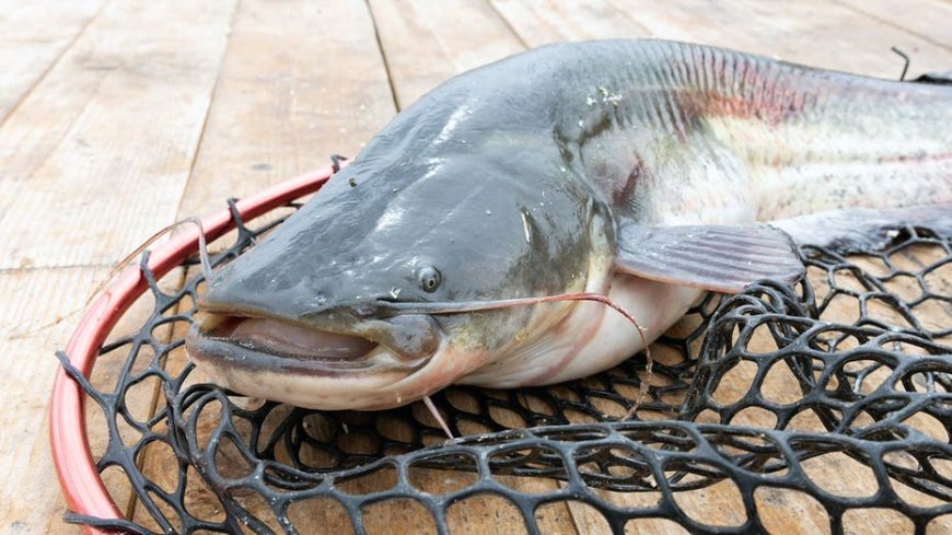 West Virginia angler lands 72.75-pound blue catfish to set new state record on the Ohio River