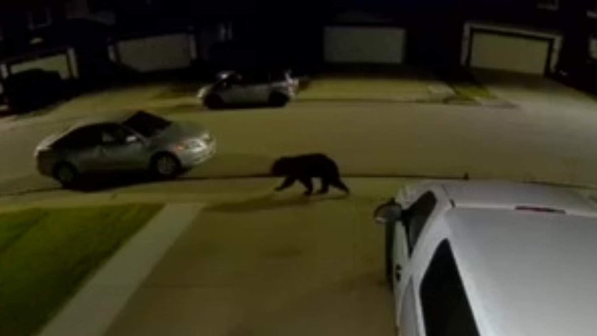 Black bear wanders through Edmonton neighbourhoods overnight