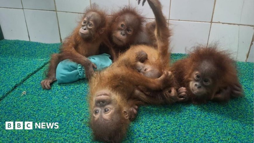 Baby orangutans found in Indian forest spark trafficking inquiry