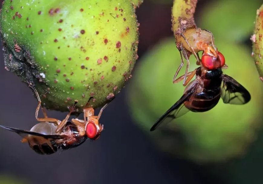 Google mapped a fly's nervous system and developers are using it to play Doom
