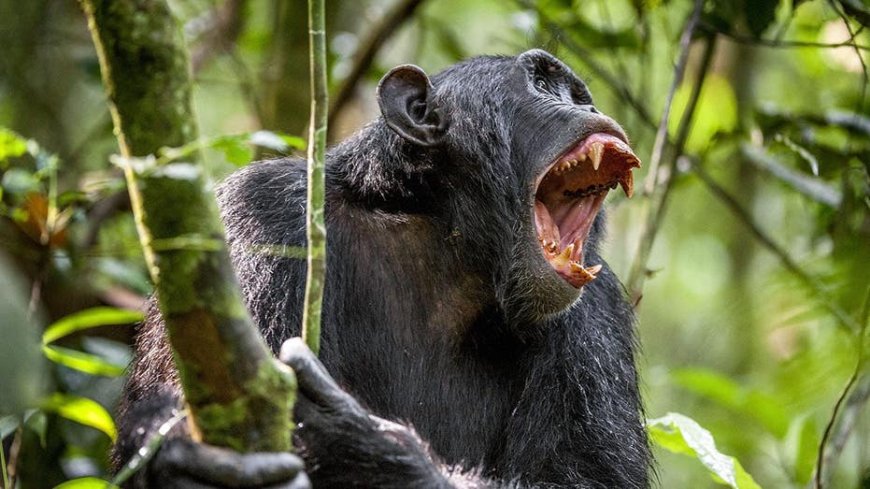 MMA fighter confidently believes he can beat a chimpanzee in a fight and claims it will be livestreamed