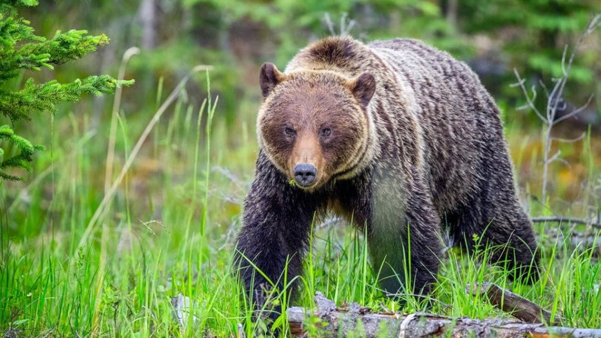 Woman says her life flashed before her eyes as a grizzly bear charged at her and group of hikers