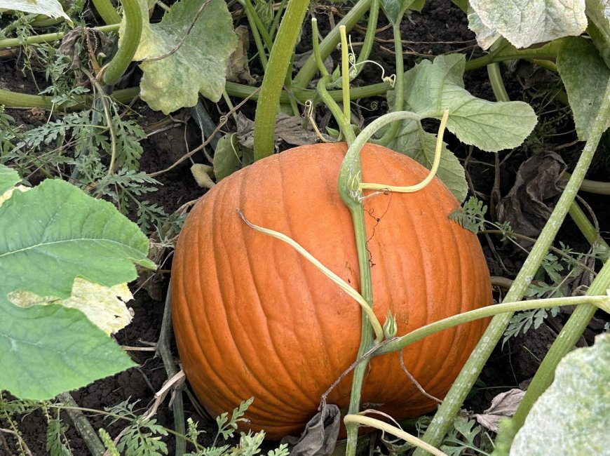 Pumpkin farms ‘at the mercy of Mother Nature’ after extreme weather in Canada