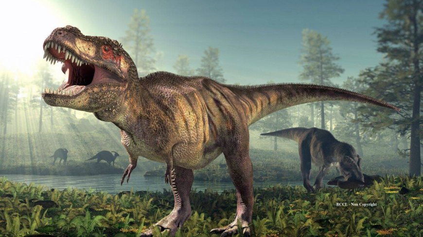 T rex footprints reveal the giant dinosaur walked, not ran
