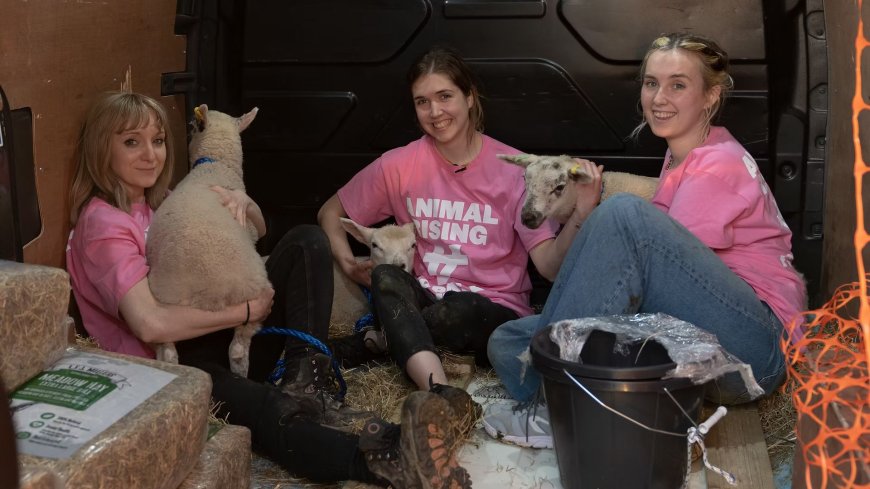 Three animal rights activists guilty of stealing lambs from King's estate