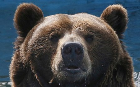 Russia moves to control bear population after 22 people killed