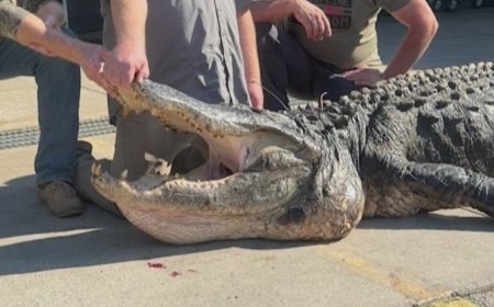 'Dinosaur': Nearly half-ton, 14-foot reptile captured after four-year chase