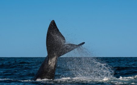 Wind Farm Pile Driving Noise Puts Earth's Rarest Whales At Risk – This Could Be The Fix