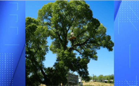 10 arrested for protesting removal of tree on Arizona-Mexico border