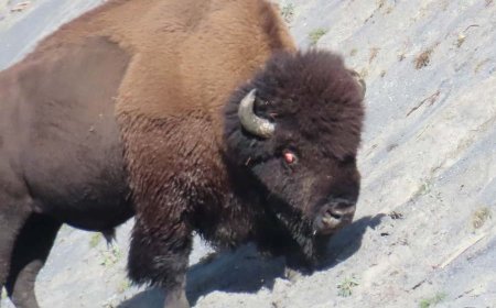 Yellowstone officials respond to viral video of 'Spinny' the bison