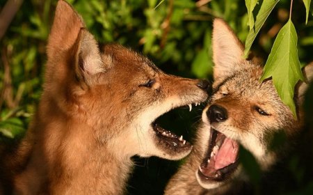 Coyotes choose the front of a couple's Southern California cabin for an early morning scrap