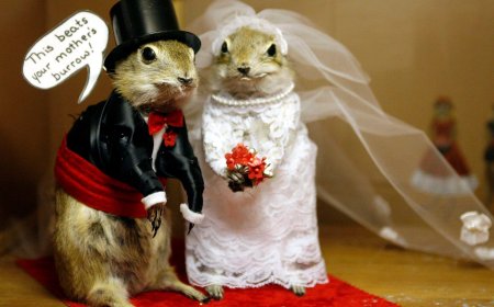 Alberta’s stuffed gopher museum closes as owners seek new burrow