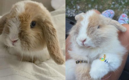 ‘Deeply grateful’: Biscuit the bunny returns home after cash reward posted