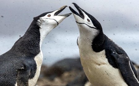 World's largest penguin colony shrinks two-thirds in just 14 years