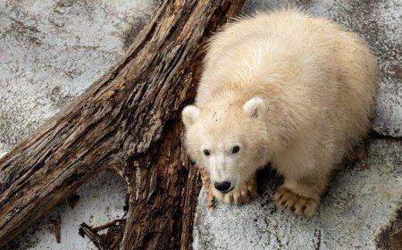 Polar bear cub ready for visitors at Winnipeg zoo, as poll opens for his name