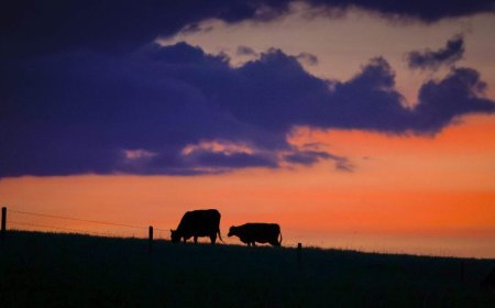 Manitoba to fund officer dedicated to livestock theft