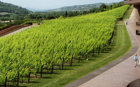 Gang of masked men stole £4.2m worth of red wine from Italy