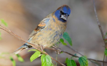 Man arrested at Miami airport after allegedly smuggling birds in underwear