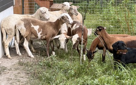 Manitoba farmer whose animals were stolen hails new RCMP cattle cops